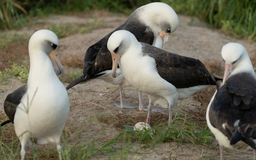 Albatros Wisdom met haar ei. beeld Facebook, USFWS Columbia Pacific Northwest