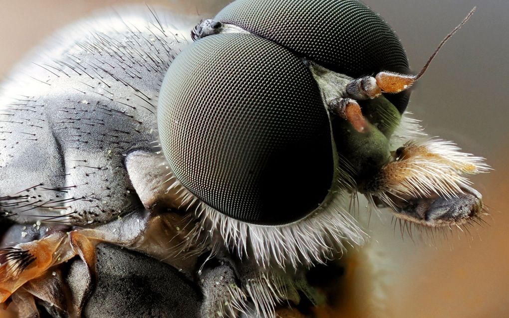 Gewone snipvlieg. beeld Arie Maasland