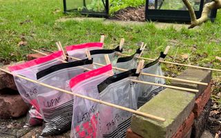 Hersluitbare zakjes met daarin gezaaide lupine, goudsbloem en lathyrus.