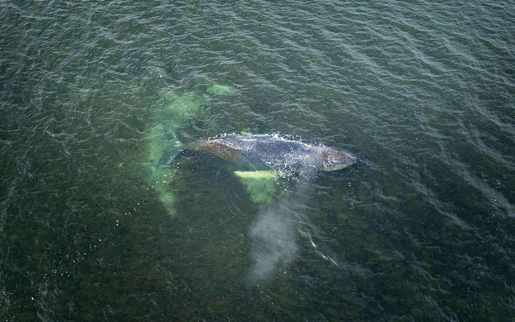 Luchtfoto van water, in de verte een reddingsvlot, met op de voorgrond een bultrug.
