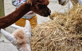 Twee alpaca’s eten stro terwijl een jongetje toekijkt