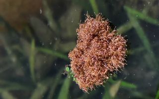 Duizenden rode mieren vormen samen een vlot waarmee zij op het water drijven. Onder water zijn groene planten te zien.