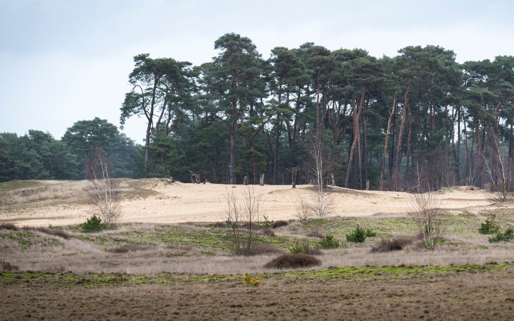 Op het Wekeromse Zand groeit een mat van mos en gras. beeld Niek Stam