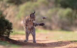 Foto van een jonge lynx die speels een muis in de lucht gooit en ernaar slaat met zijn poot.