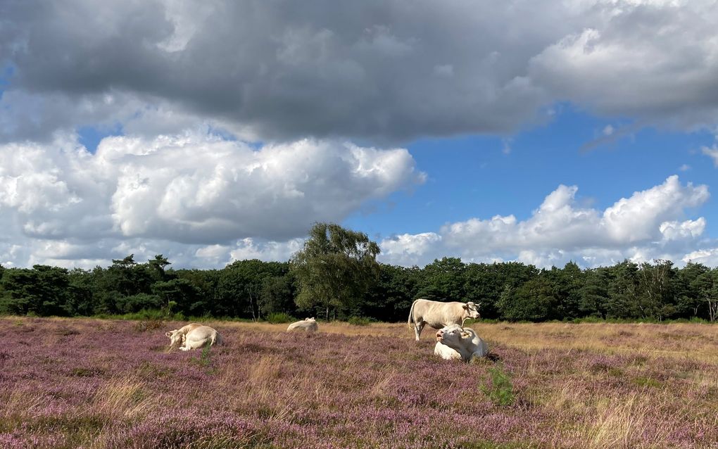 beeld Geertje Bikker-Otten