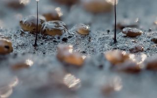 Op ragfijne en dunne, zwarte sprietjes staat of een wit, of een zwart bolletje. De ondergrond is glimmend grijs en ruw. Daarop bruine druppels.