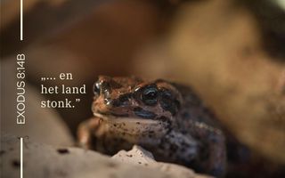 Kikkers in het water.