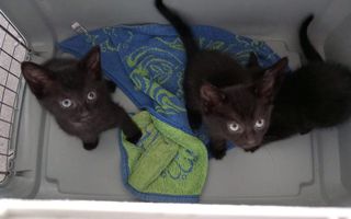 Een aantal van de gedumpte kittens die dierenambulancechauffeur Ellen vond. beeld Dierenbescherming