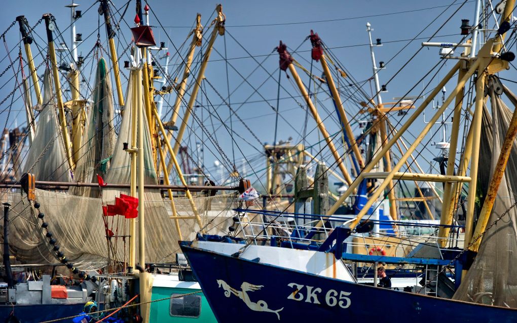 Garnalenkotters in de haven van Lauwersoog. beeld ANP