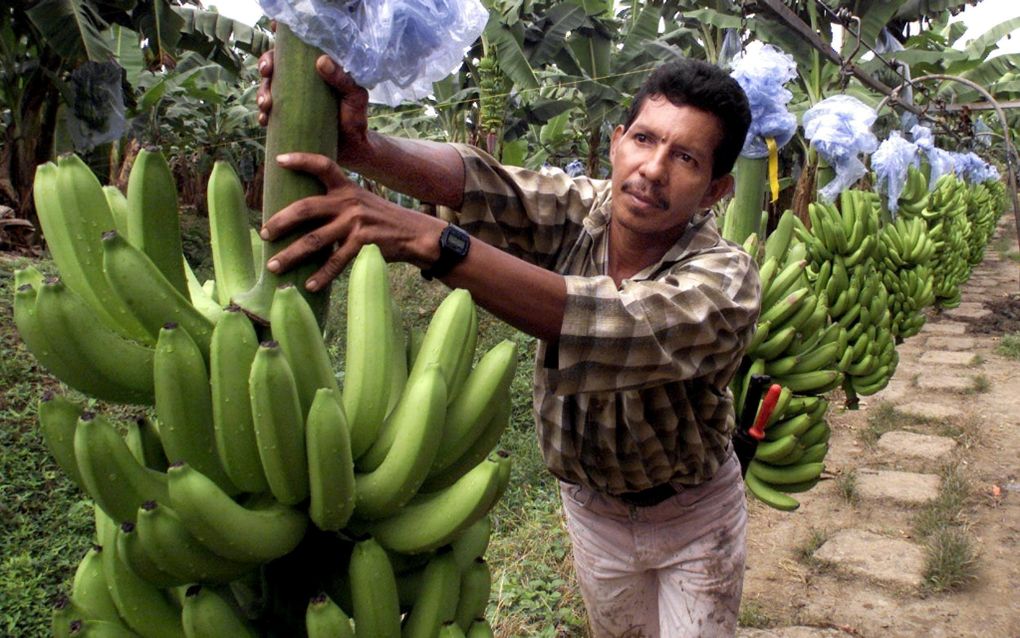 „Steun voor boeren in de bananen-, koffie-, thee- en cacaosector in Latijns-Amerika en Afrika wordt gefrustreerd door de productie (deels) te verplaatsen naar het Westen.” beeld AFP, Luis Acosta