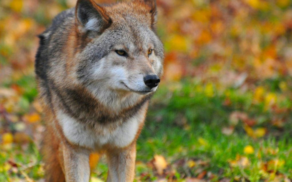 Wolf. beeld Pexels