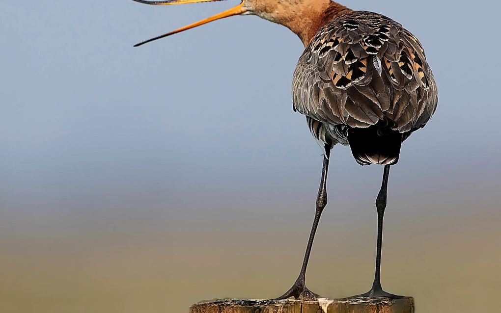 Grutto met zijn bek open. 
