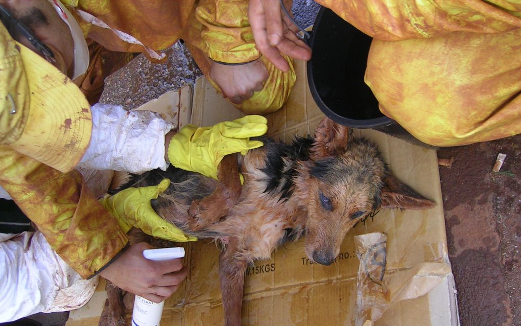 Ook dieren moeten uit het slib worden gered, zoals deze hond. De hond wordt in slaap gebracht om daarna vanwege brandwonden naar de dierenarts te worden gebracht. Foto Stefan J. Bos