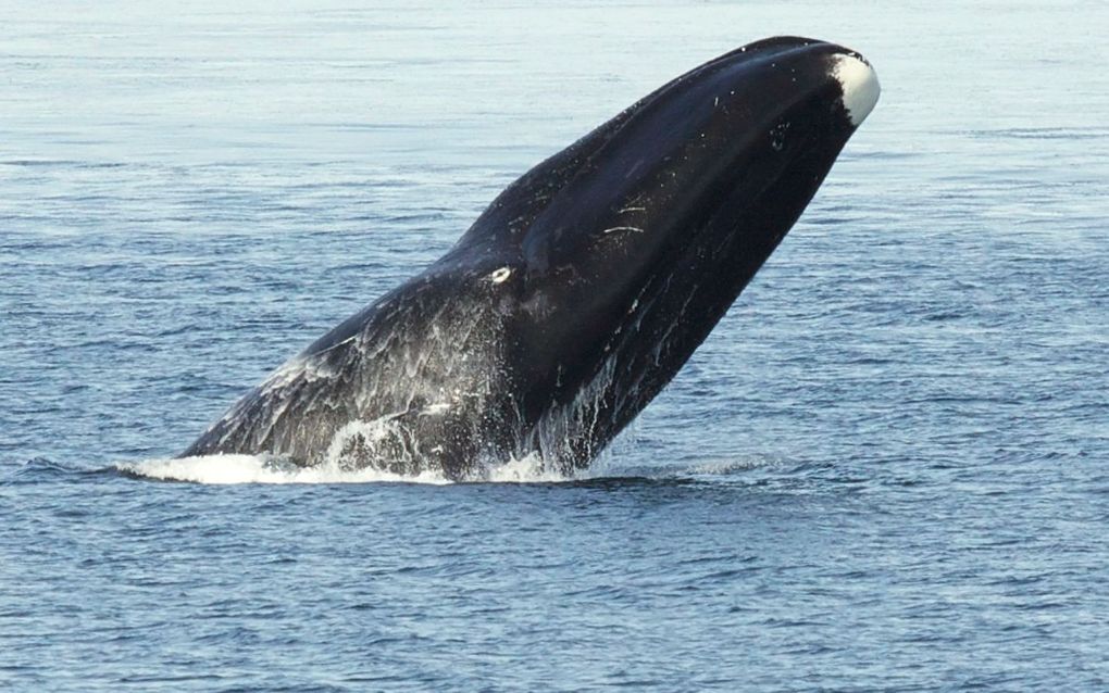 Groenlandse walvis. Beeld Wikimedia / Kate Stafford