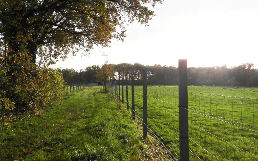Wolfwerend hek mogelijk schadelijk voor pad, ree en ander wild