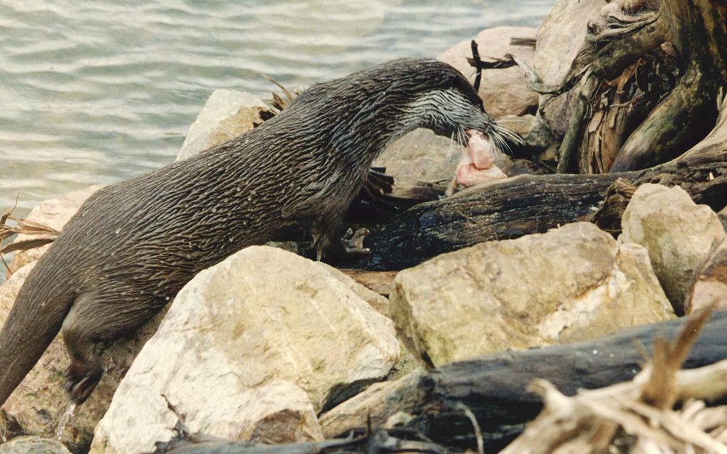 De waterkwaliteit van de grote rivieren is de afgelopen tien jaar zo verbeterd, dat de otter er weer kan wonen. Foto ANP