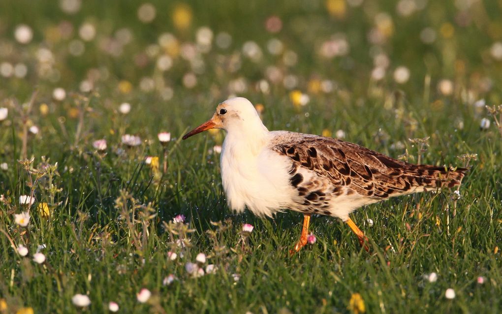 Vogel met witte kop en bruin lijf. Zijn borst heeft witte pluizige veren.