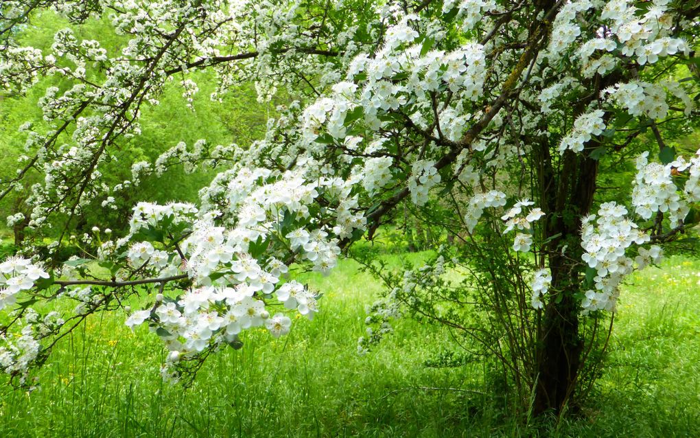 Witte bloesem aan een boom die in het gras staat.