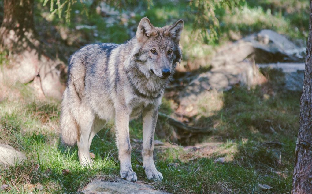 Volgens de politie worden de wolven momenteel onderzocht om te kijken of sprake is van opzet bij de aanrijding of dat het om een verkeersongeval ging.  beeld Unsplash