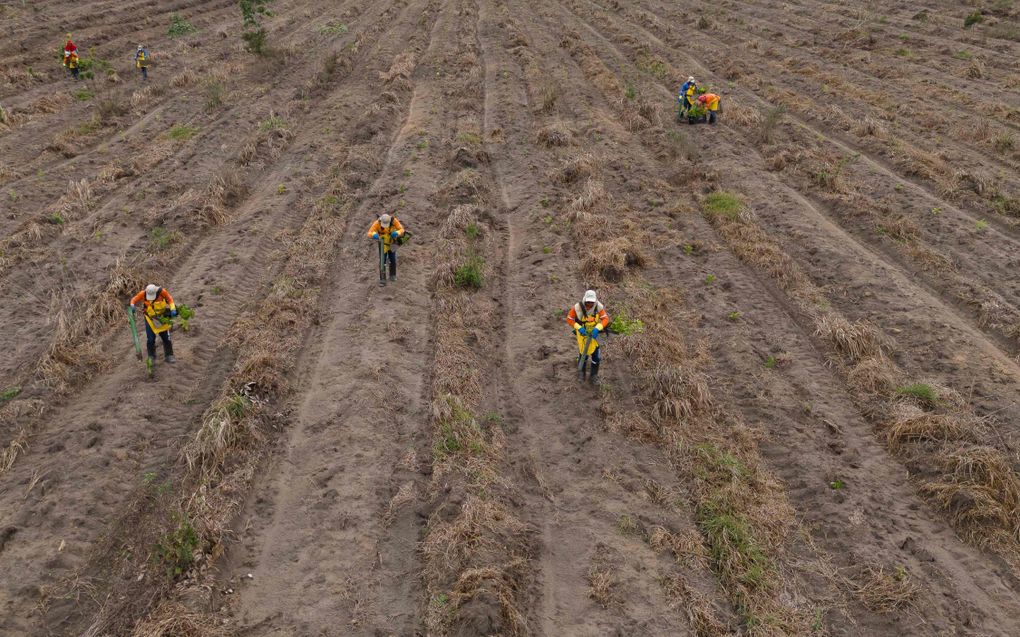 Arbeiders planten bomen voor de herbebossing van een voormalige veeboerderij in het Amazonegebied bij Mae do Rio, in de staat Para, Brazilië. beeld AFP, Pablo Porciumcula