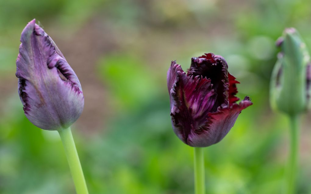 Dieprode tulp met rafelige randen.