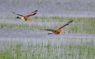 Twee vogels met lange snavels vliegen over een waterrijk gebied. 