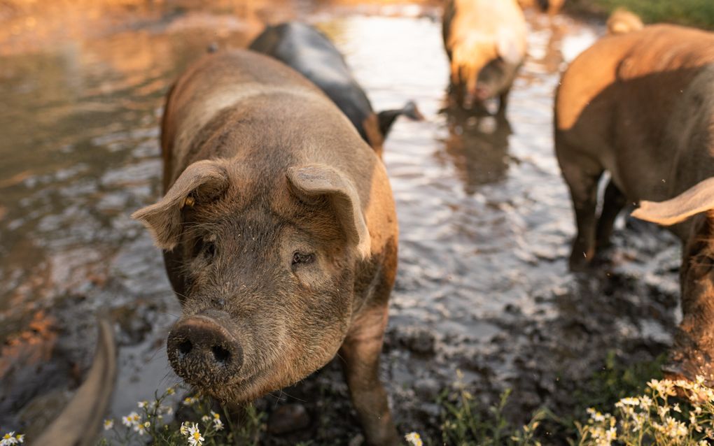 Kloostervarken krijgt al scharrelend „een goed vetje”