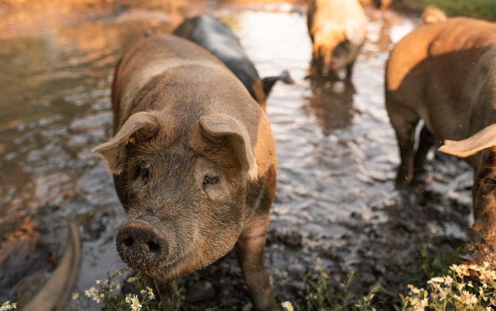 Een varken met een modderige neus, bruine haren en gespitste roze oren kijkt je met zachte ogen aan.&nbsp;
