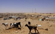 Vluchtelingenkamp Bojador in Algerije. beeld Lex Rietman