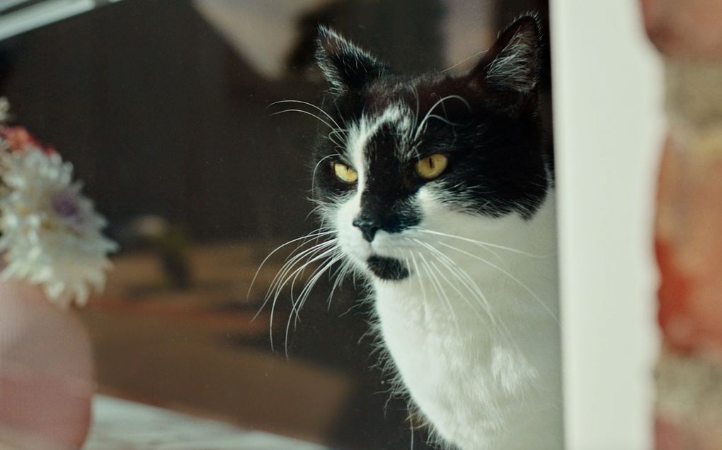 Katten en ramen op kiepstand zijn een slechte combinatie. beeld Dierenbescherming