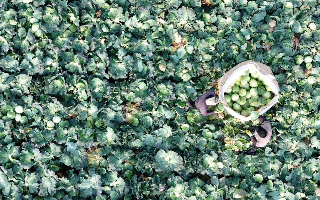 Boeren oogsten kool op een veld in Jeju, Zuid-Korea. beeld EPA, Yonhap South Korea Out 