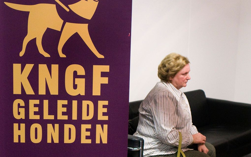 KNGF Geleidehonden bestaat dit jaar 75 jaar. Foto ANP