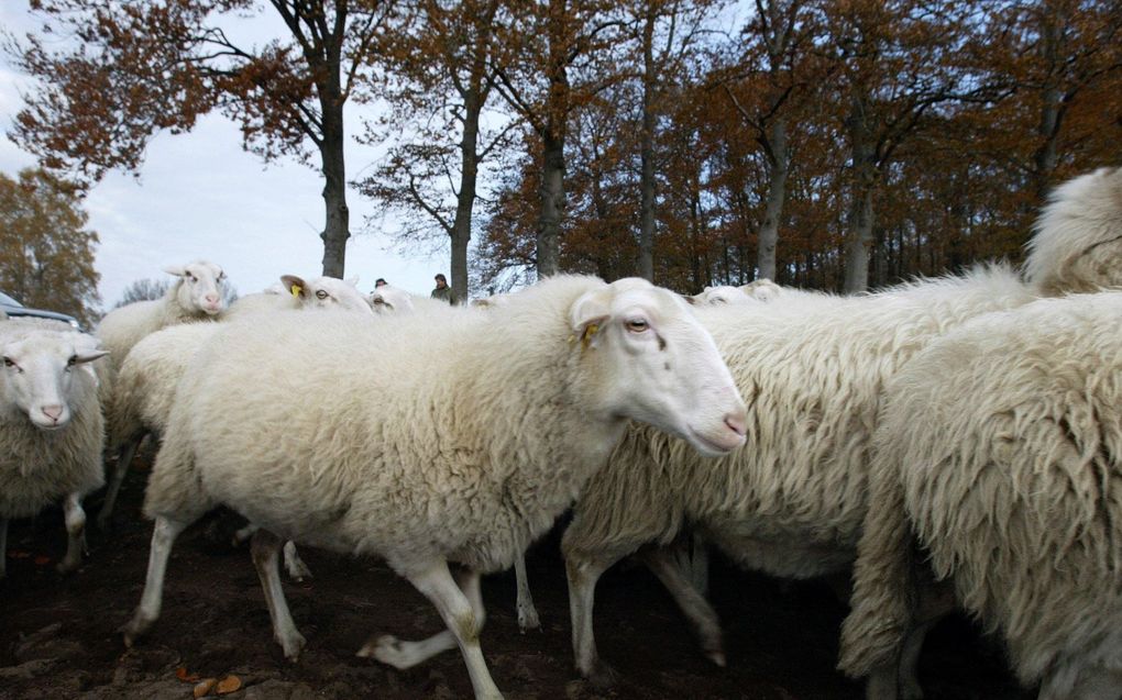 Ongeveer 450 schapen trekken vanaf 5 juni van Berlijn naar Brussel. Foto ANP