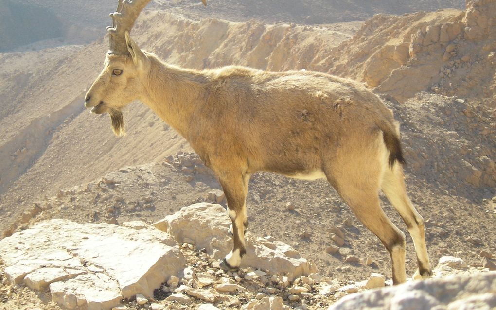 Nubische steenbok (Capra nubiana, soms ook gezien als ondersoort Capra ibex nubiana) ook wel Nubische Ibex genoemd. Hier gefotografeerd in de Negev woestijn. Foto Wikimedia