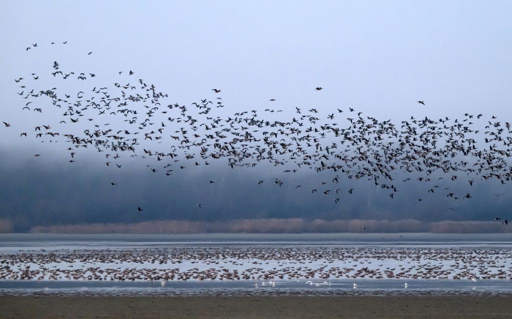 Duizenden steltlopers, wulpen, grutto’s en tureluurs verblijven op de droogvallende platen in Nationaal Park Oosterschelde. beeld EPA