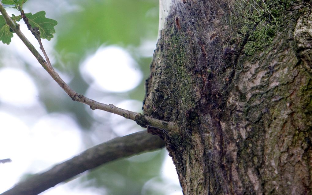 Brandharen van de eikenprocessierups kunnen voor jeuk, huiduitslag, ontstoken ogen en ademhalingsproblemen zorgen. Foto ANP