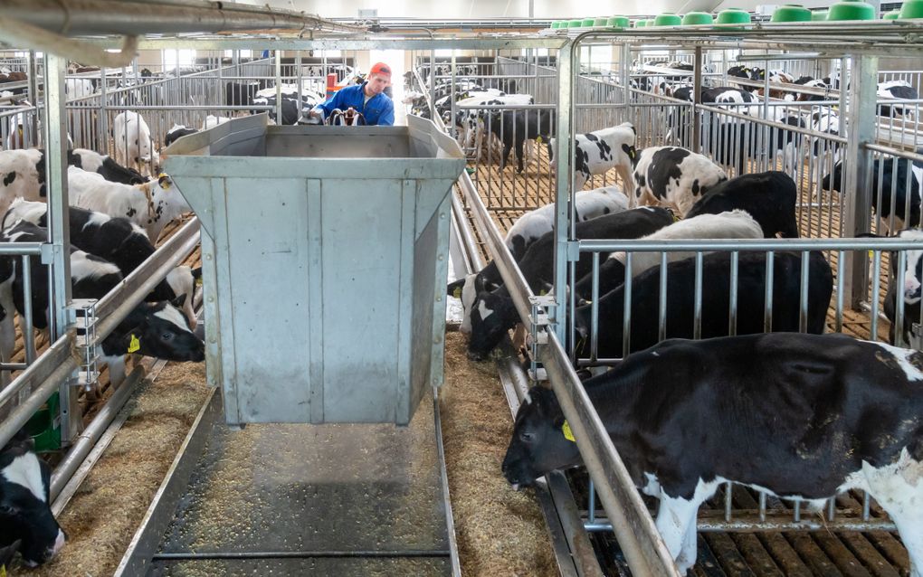 Een kalverhouder voert zijn dieren. De sector verwacht binnen tien jaar 15 tot 20 procent te krimpen. beeld Ruben Schipper