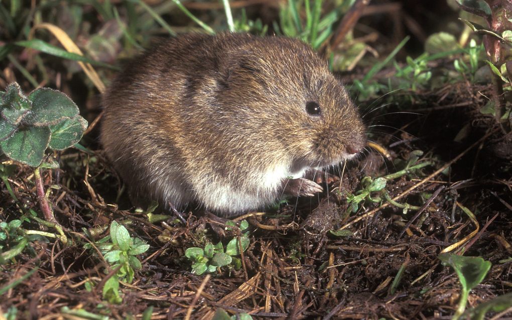 De woelmuis. Foto Rollin Verlinde