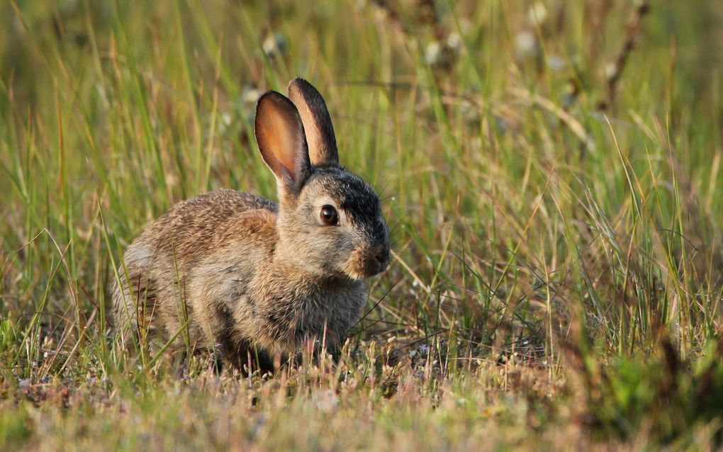 Een lichtbruin konijn met opstaande oren in het gras.