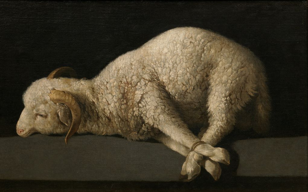 Schilderij Agnus Dei (Lam van God), door Francisco de Zurbarán  (1598–1664). beeld Wikimedia/Museo del Prado