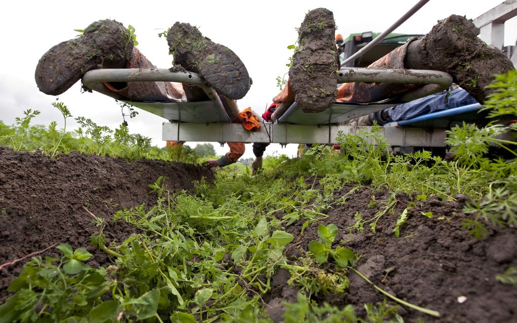 Liggend op een zogeheten wiedbed verwijderen medewerkers onkruid op een akker van een biologische teler in Noord-Holland. beeld ANP, Koen Suyk