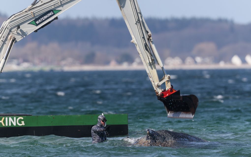 Een man in duikpak in zee bij een bultrug, op de achtergrond een graafmachine op een ponton.