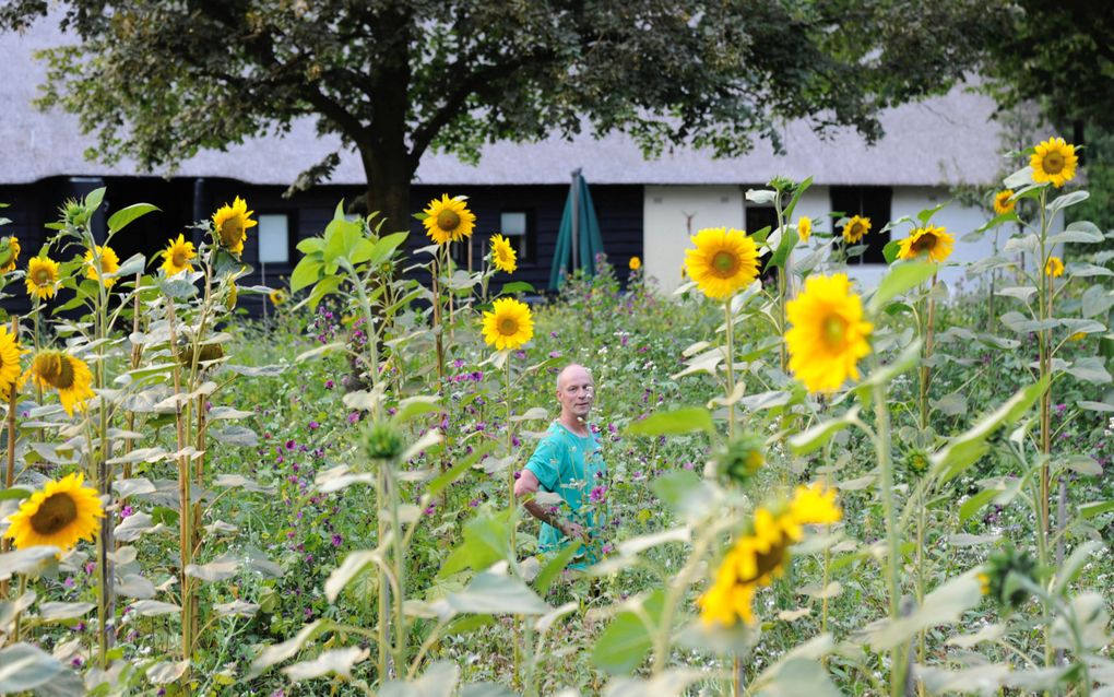 Kunstenaar Marc Mulders tussen een veld met zonnebloemen in zijn tuin op Landgoed Baest in Tilburg. beeld Marc Mulders