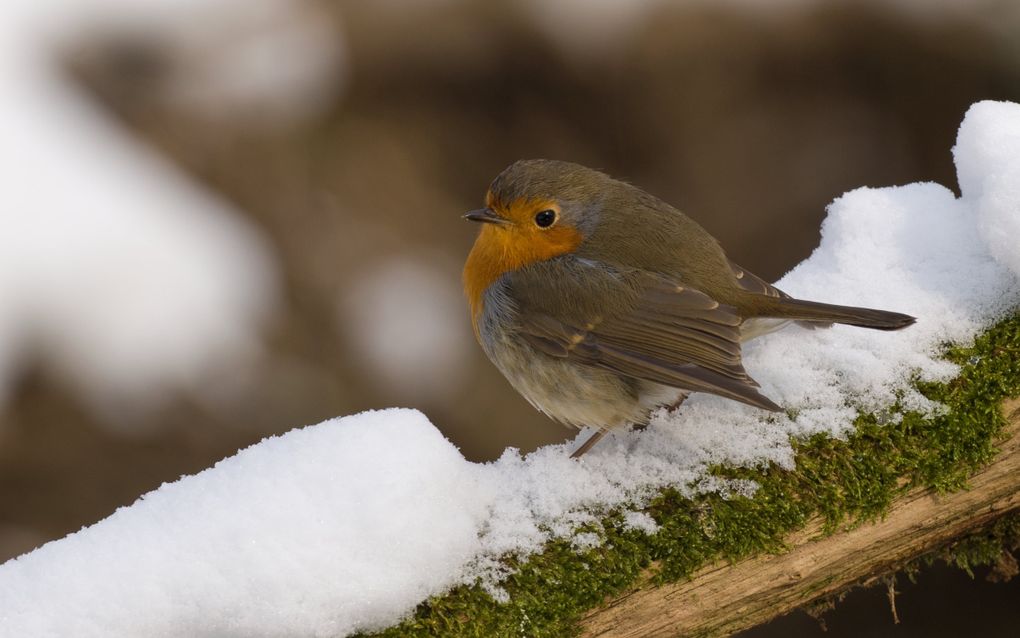 Kunnen planten en dieren wel tegen al dat strooizout?