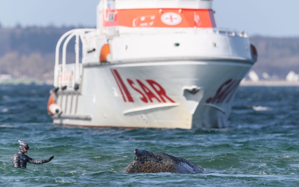 Man in duikpak gebaart naar een bultrug. Op de achtergrond een schip van de kustwacht.