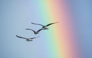 Drie zeemeeuwen vliegen achter elkaar tegen een blauwe lucht met regenboog.