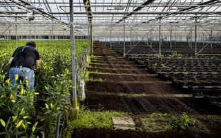Een medewerker is aan het werk tussen lelieplanten in een tuinbouwkas.