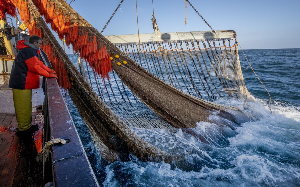 Texelse pulsvissers aan het werk op zee in 2018. De techniek werd het jaar daarop door Europa verboden. beeld ANP, Niels Wenstedt