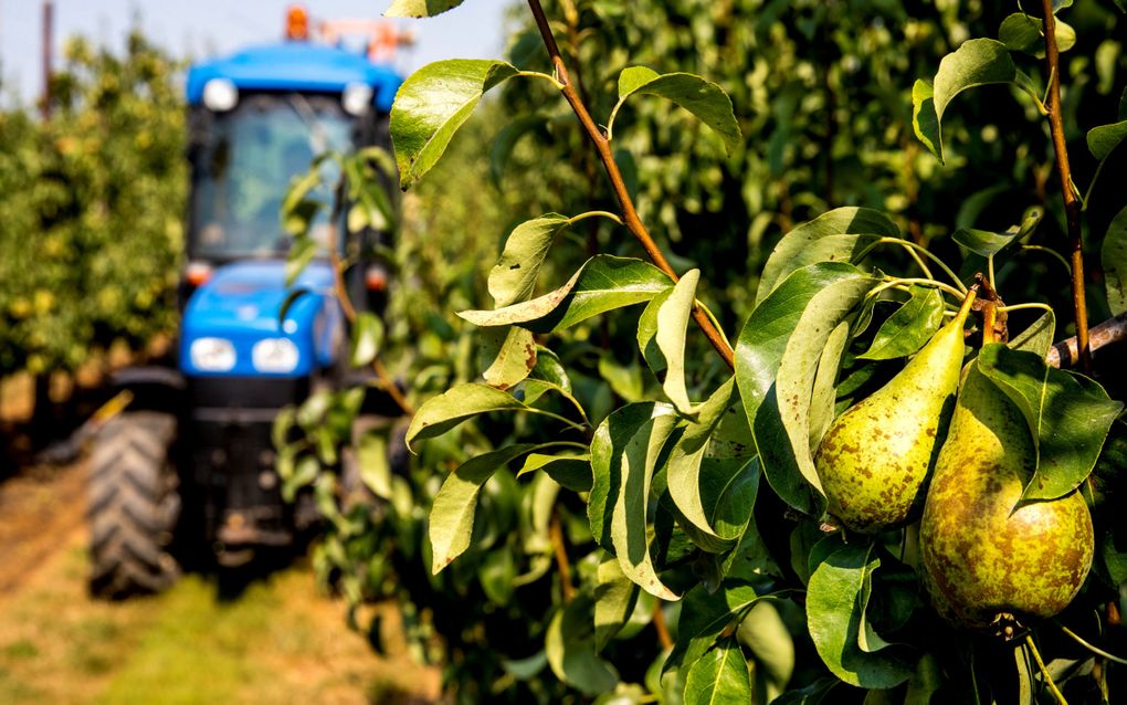 Met dergelijke kleine tractoren halen fruittelers hun oogst uit de boomgaard. De trekker op de foto heeft geen relatie met de poging tot diefstal in Kesteren. beeld ANP, Jerry Lampen
