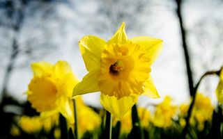 Close-up van een gele narcis waar zonlicht door straalt. Op de achtergrond zijn nog meer narcissen te zien.